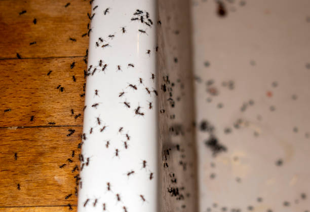 Best Pest Control Near Me  in Dallas, TX