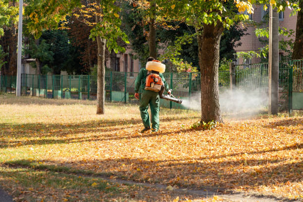 Best Ant Control Services  in Dallas, TX