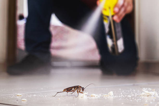Best Affordable Exterminators  in Dallas, TX