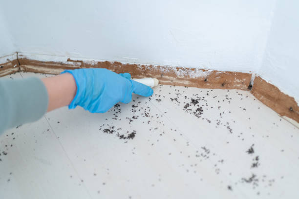 Professional Pest Control in Dallas, TX