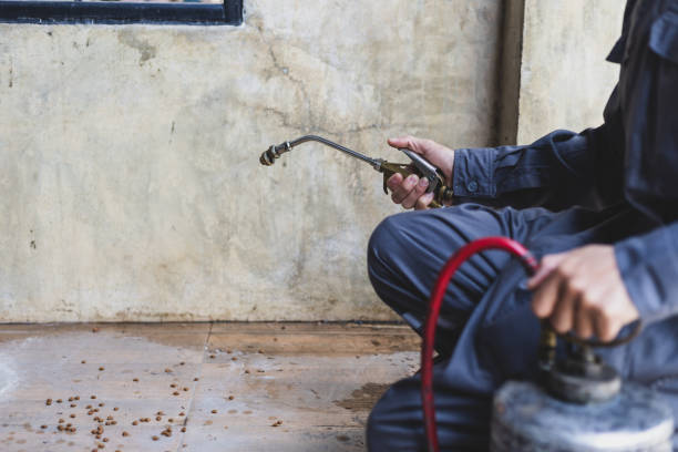 Best Local Pest Control Services  in Dallas, TX